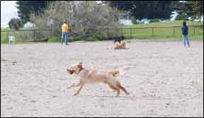 Keeping Dog Parks Safe