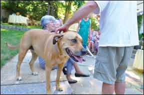 Dogs at Family Events