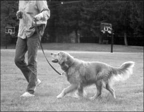 Dog Training Equipment