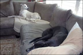 Two dogs resting on a couch with subtle signs indicating unease.