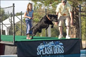 Dock Jumping for Dogs