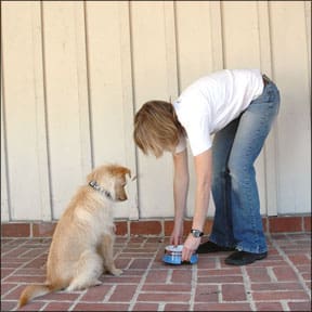 Dog Bowl As a Training Tool