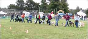 K9 Drill and Demo Teams