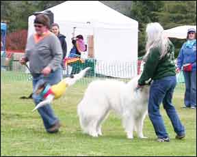 Dog Training Clubs