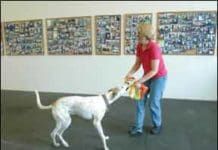 How do you train a dog without treats? Your best bet is to use play and affections as a reward.