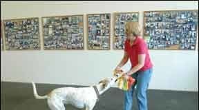How do you train a dog without treats? Your best bet is to use play and affections as a reward.