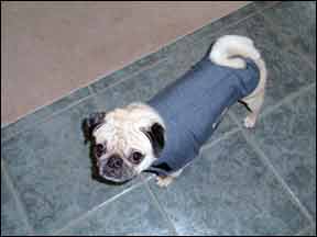 Canine Thundershirt 