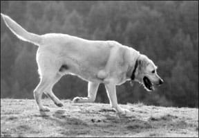 Dog With a Lipoma