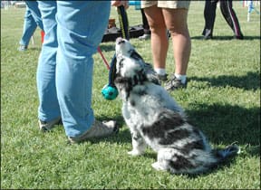 Puppy Agility Training