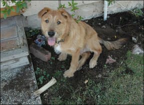 Canine Digging Behavior Problems