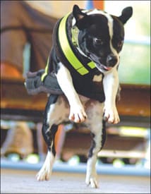 Competitive Canine Weight Pull