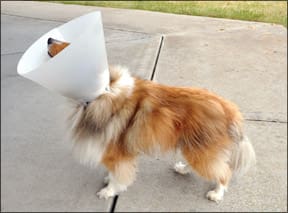 Elizabethan collar