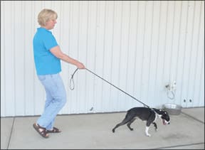 Train Proper Leash Walking