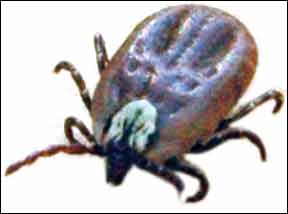 Lyme Disease Testing