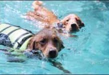 Water flotation devices for dogs are important safety gear that is widely available.
