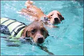 Water flotation devices for dogs are important safety gear that is widely available.