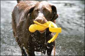 dog in water