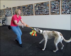 Playing Tug O' War With Your Dog 