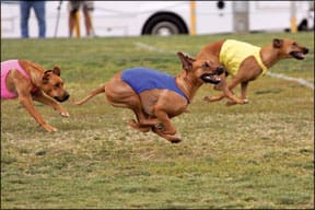 Lure Coursing