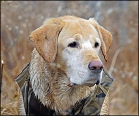 Training Hunting Dogs