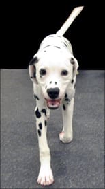 Dalmation