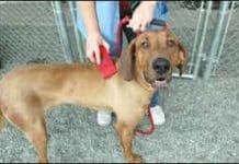 What to do with a stray dog? Make every effort to find an owner.