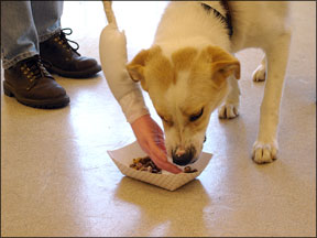 Dog Training Against Unwanted Canine Behaviors