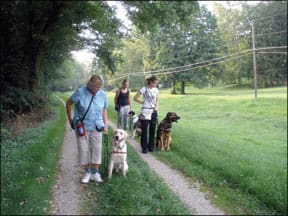 Train Your Dog to Walk on Leash