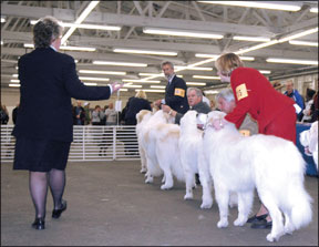 How to Train Show Dogs