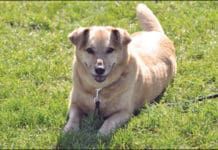 Carbohydrates provide a critical part of a dog's diet.