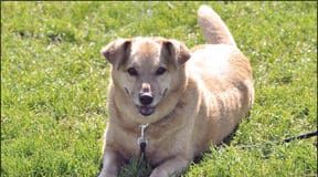 Carbohydrates provide a critical part of a dog's diet.