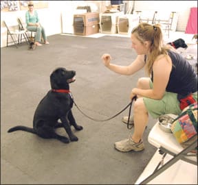 Puppy Kindergarten