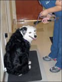 Dogs Who Receive Chemotherapy Treatment