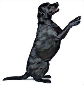 Best Dog Exercises