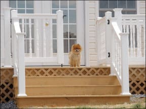 Stair-Impaired Dogs