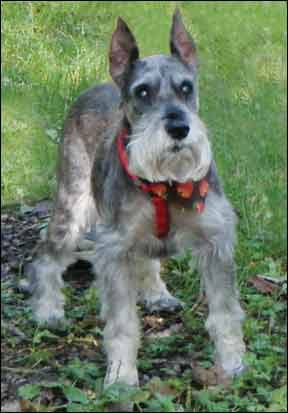 Miniature Schnauzer