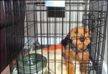 Crate Training To Keep Your Dog Content - Whole Dog Journal