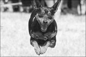 Miniature Pinscher