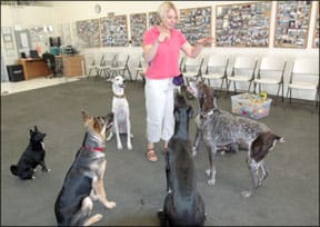 Elderly Dog Training