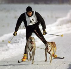 skijoring