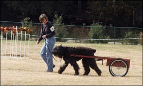 Dog Carting and Draft Training