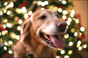 Keep Your Dog Safe This Holiday Season