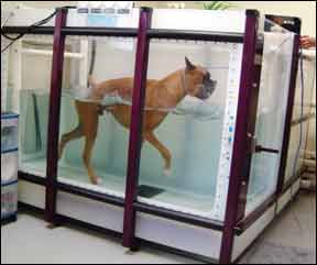 dog hydrotherapy