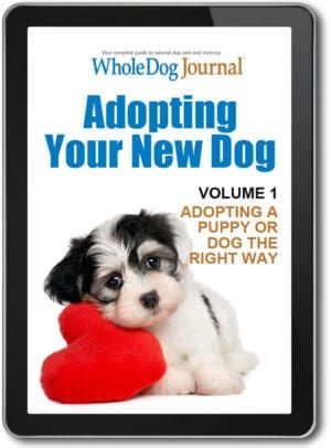 Adopting Your New Dog: Adopting a Puppy or Dog the Right Way