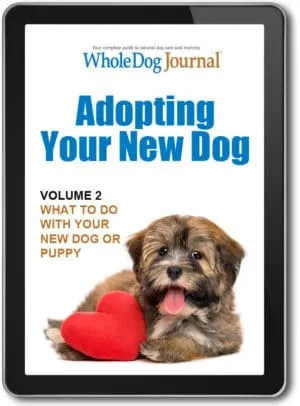 Adopting Your New Dog: What To Do with Your New Dog or Puppy