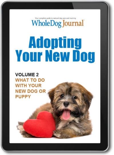 Adopting Your New Dog: What To Do with Your New Dog or Puppy