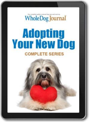 Adopting Your New Dog Series