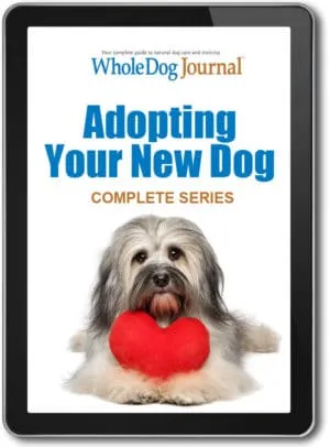 Adopting Your New Dog Series