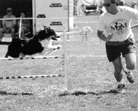 dog agility competition