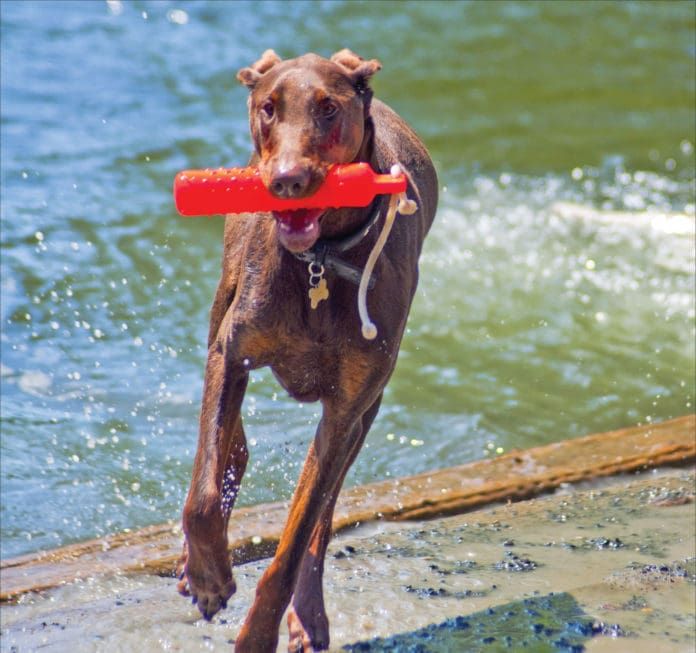 Chemicals in dog toys are a hazard that can be avoided.